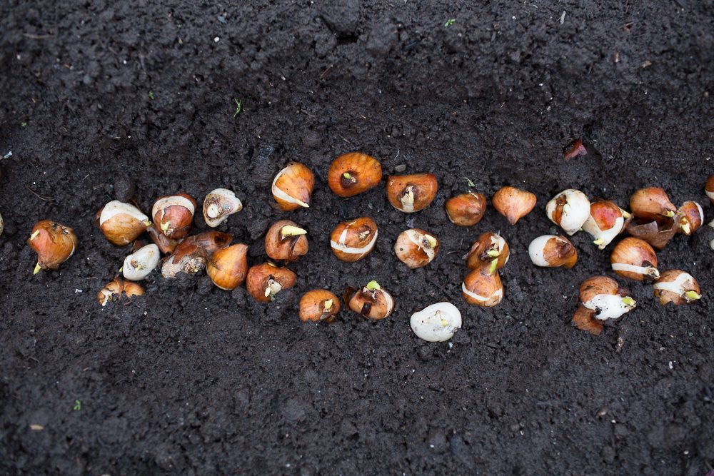 Tulip bulbs being planted in soil