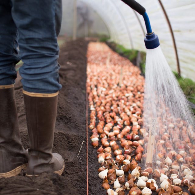 Watering tulip bulbs