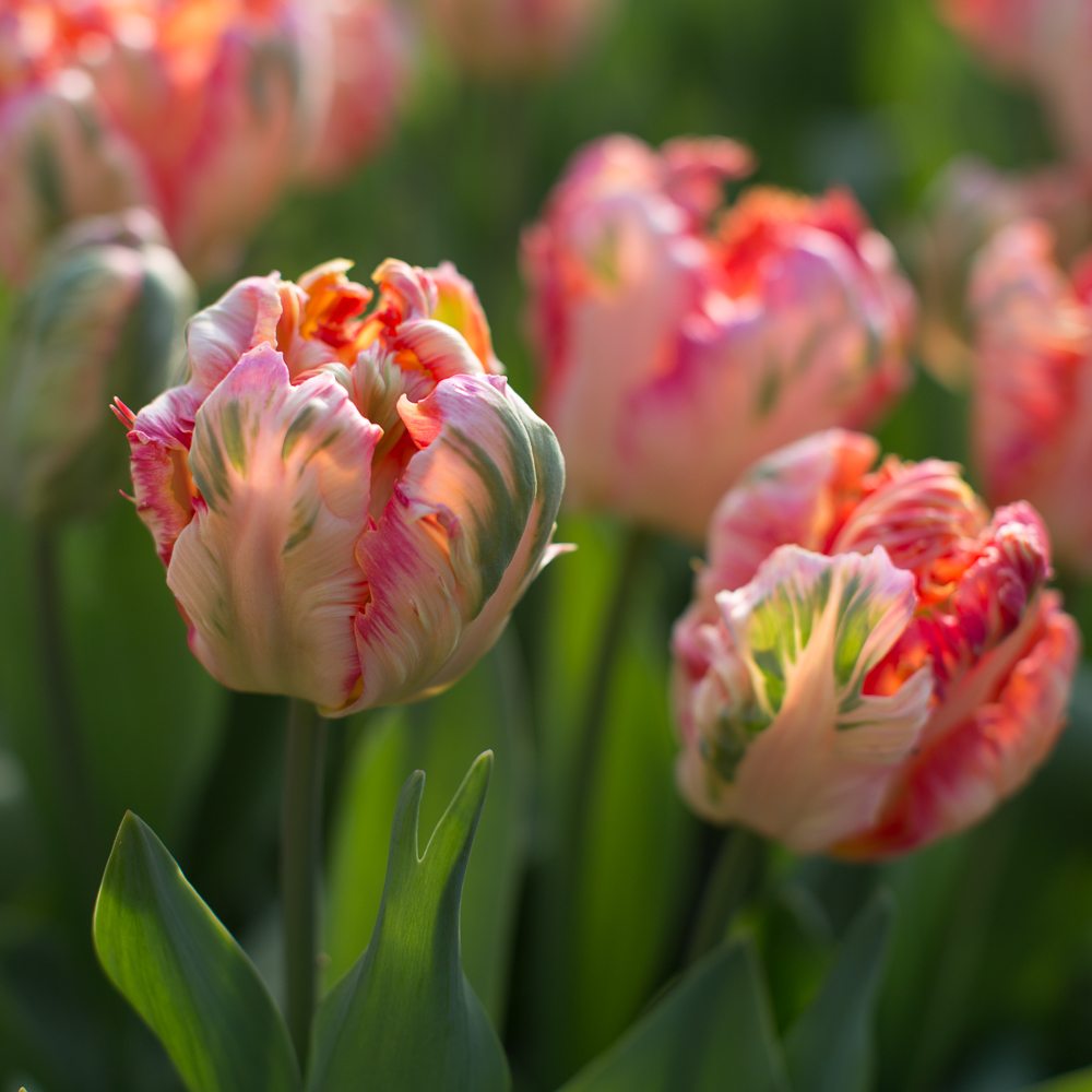 Tulip Salmon Parrot