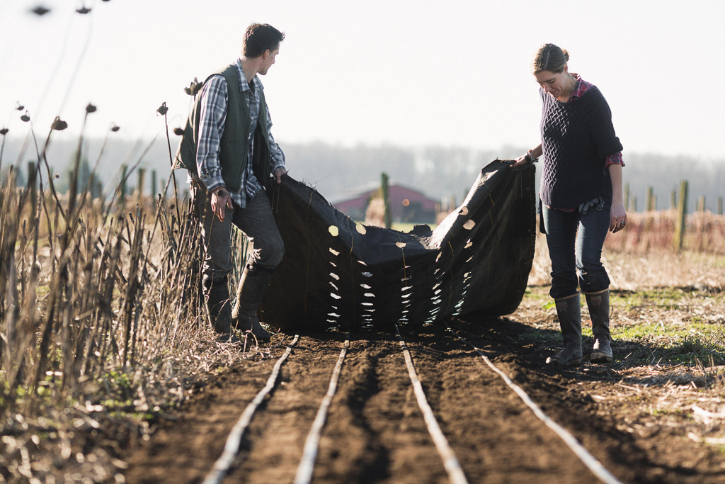 Chris and Erin Benzakein lay landscape fabric over irrigation at Floret farm