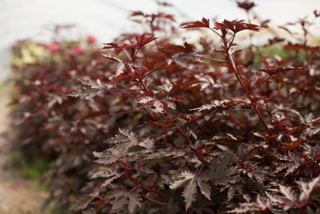 Red Leaf Hibiscus 