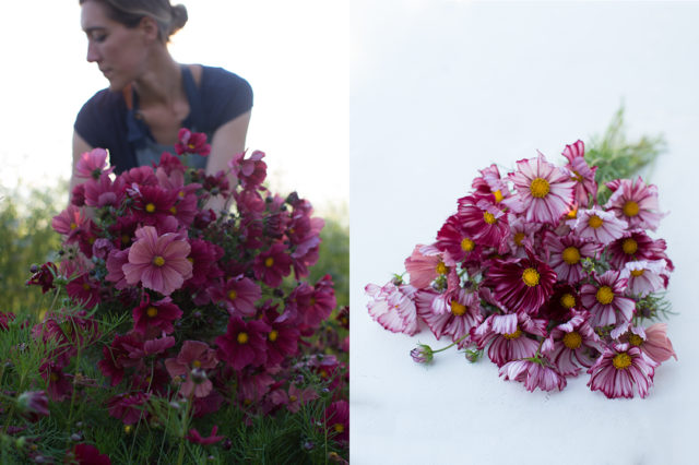 harvesting cosmos at Floret Flower Farm