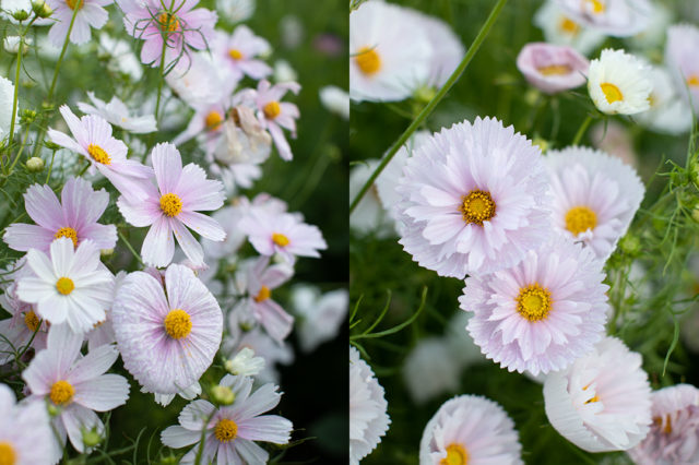 Close up of blush cosmos