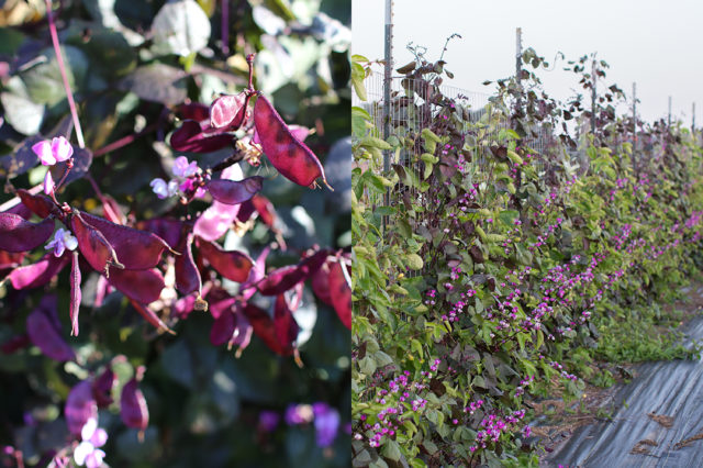 Hyacinth bean plant at Floret 