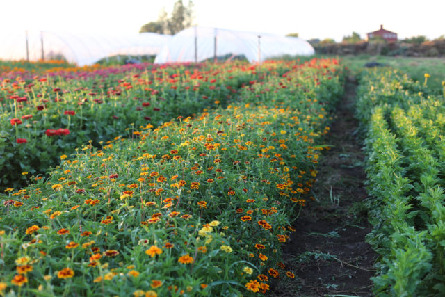 zinnias at Floret