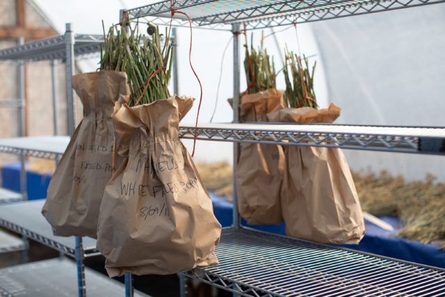 Drying Breadseed Poppy pods at Floret Flower Farm 