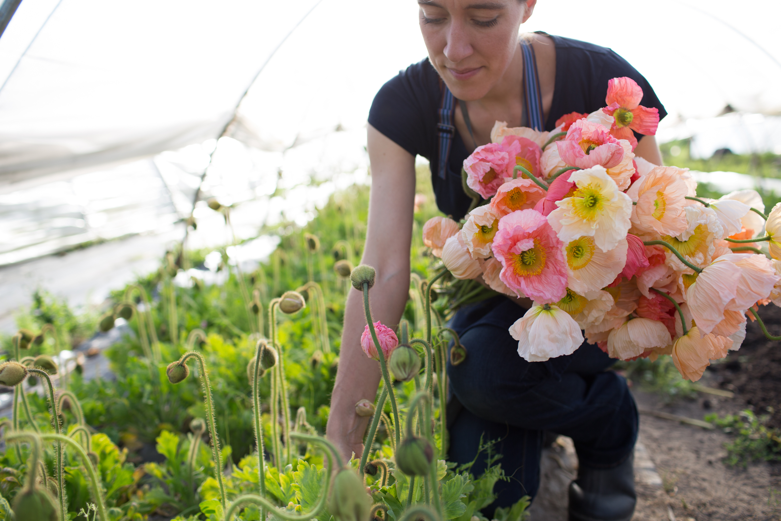 Erin Benzakein harvesting Iceland Poppies at Floret