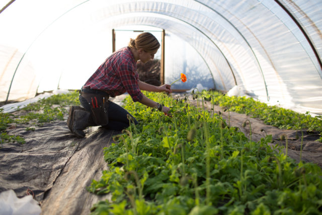 Harvesting Iceland Poppies at Floret Flower Farm 