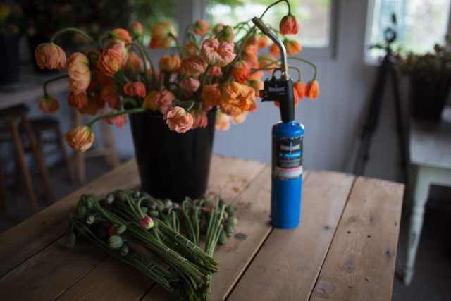 Post harvest care of Iceland Poppies at Floret Flower Farm 