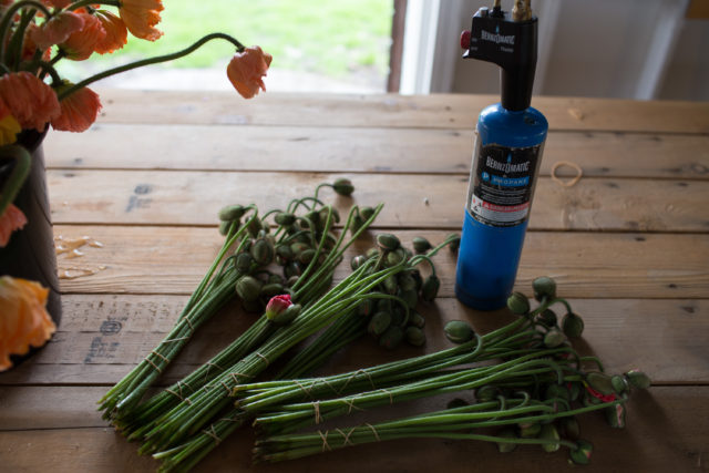 Post harvest care of Iceland Poppies at Floret Flower Farm 