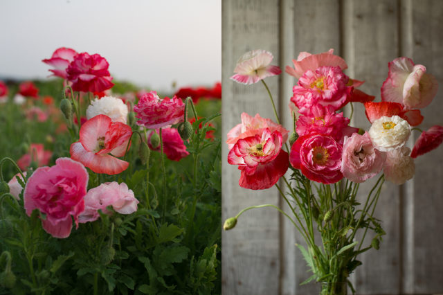 Shirley Poppies at Floret Flower Farm 