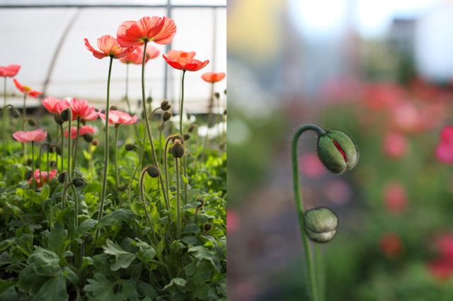  Iceland Poppies at Floret Flower Farm 