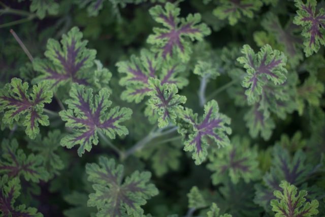 Chocolate scented geranium