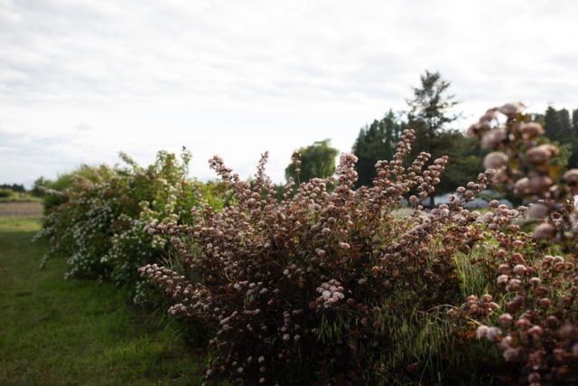 Ninebark blooming