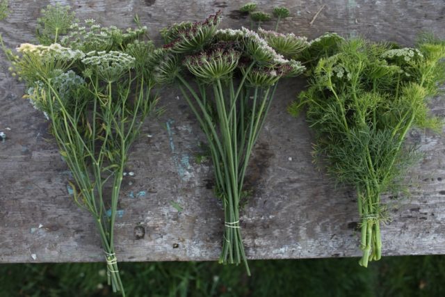 Queen Anne's lace