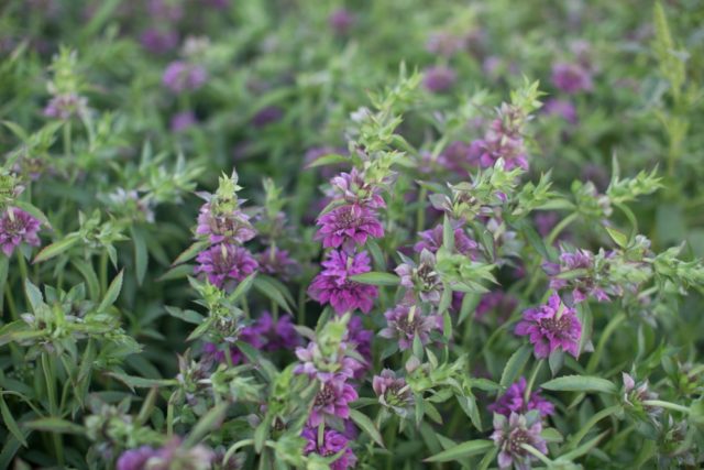 Bee Balm 'Lambada'