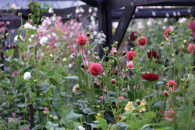 Christin Geall dahlia garden