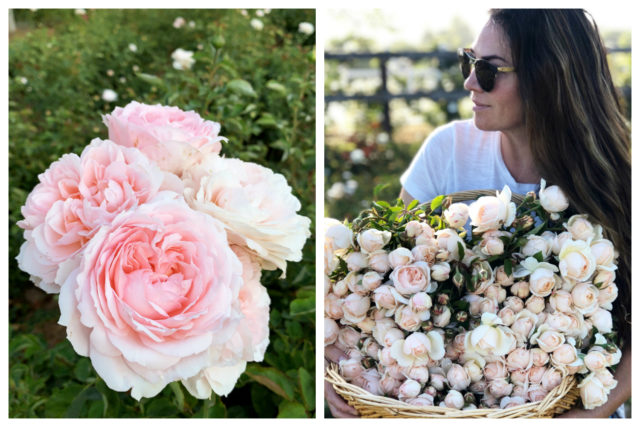 Gracie Poulson Grace Rose Farm Interview on Floret Blog