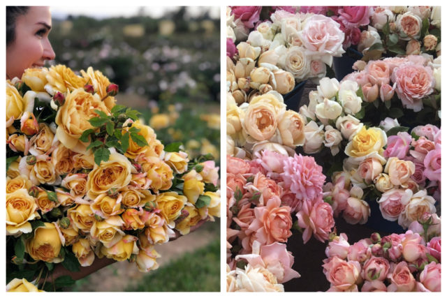 Grace Rose Farm Interview on Floret Blog