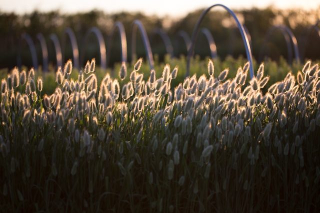 Grass in field