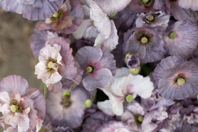 Amazing Grey poppy