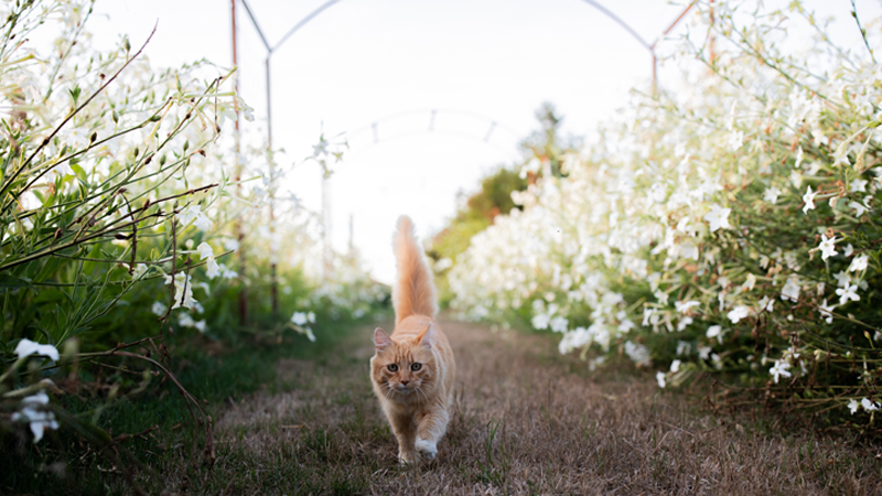 Timmy the orange tabby walking between rows of flowers