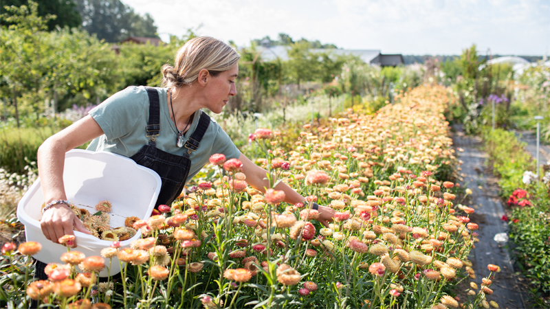 Erin Benzakein harvesting seeds in the field