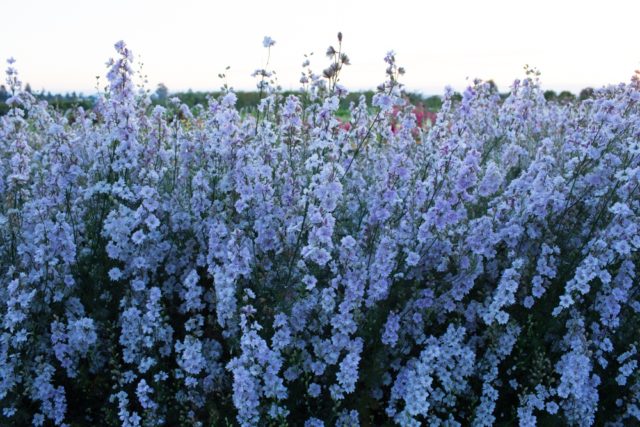 Larkspur in field