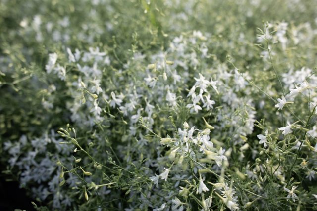 'White Cloud' larkspur