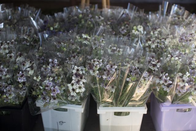 Love-in-a-mist in buckets