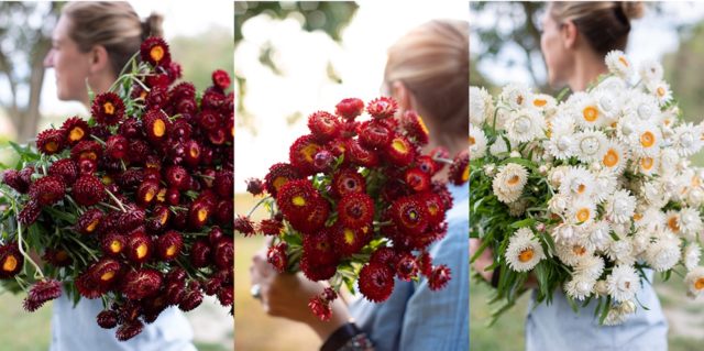 Strawflowers