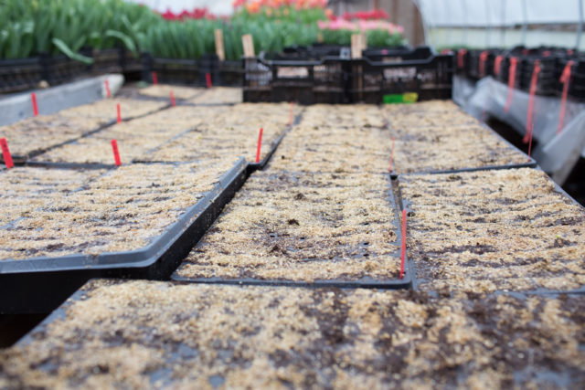 Freshly sown seed trays at Floret