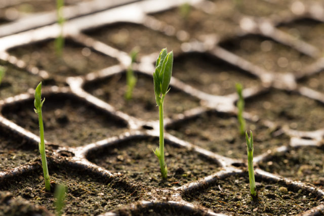 Sweet pea seedlings at Floret