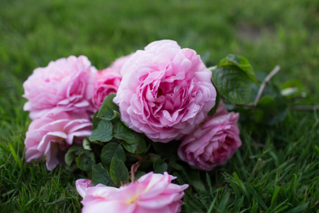 Closeup of a small bunch of pink roses