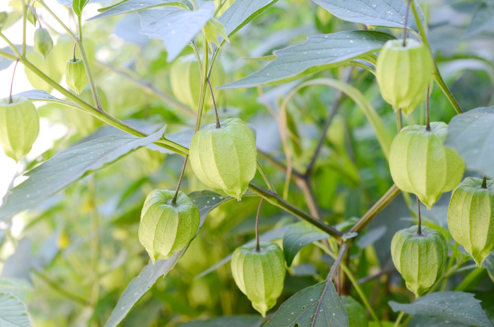 tomatillo verde