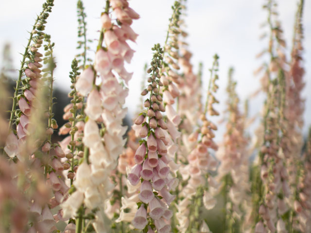 Foxglove growing in the Floret field