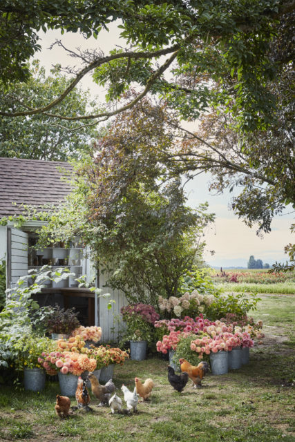 Chickens and buckets of flowers outside the Floret studio