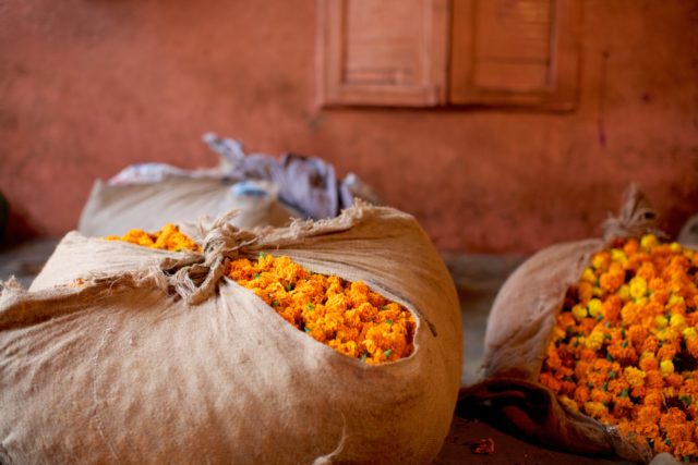 Marigold bundle Patterns of India