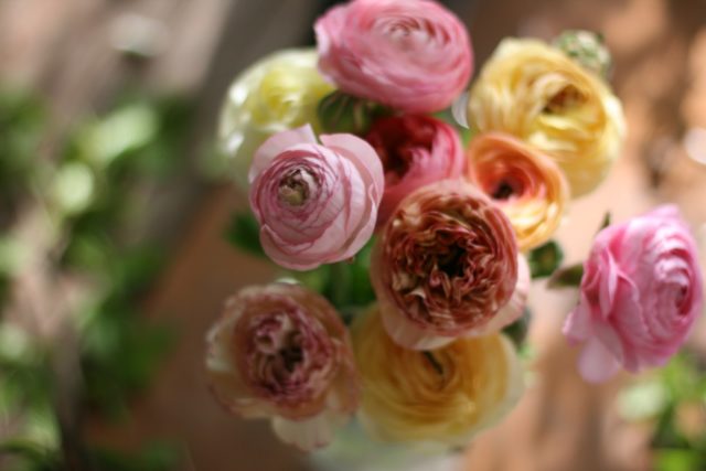 Ranunculus