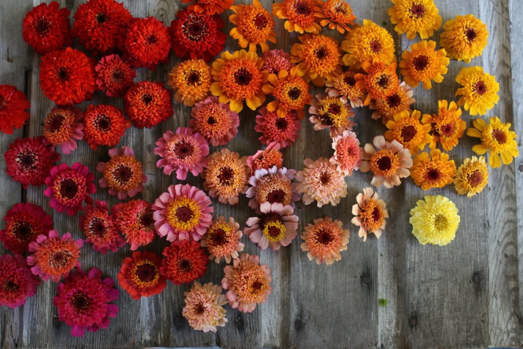 scabiosazinnias