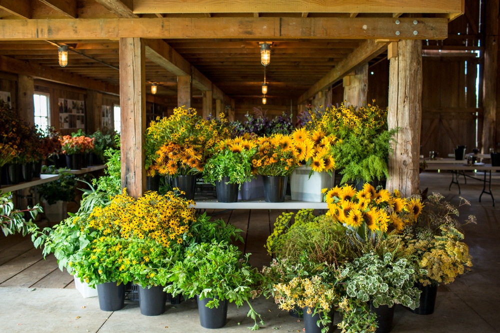 Barn full of sunflowers