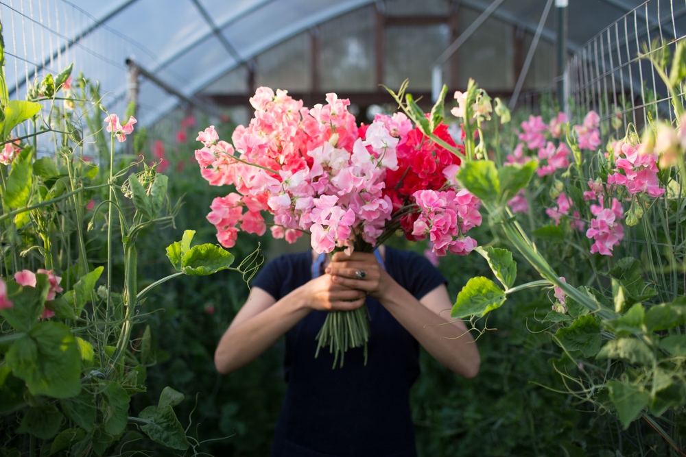 Sweet pea bouquet in greenhouse