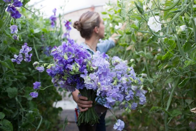 Lavender sweet peas in greenhouse