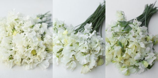 White sweet peas