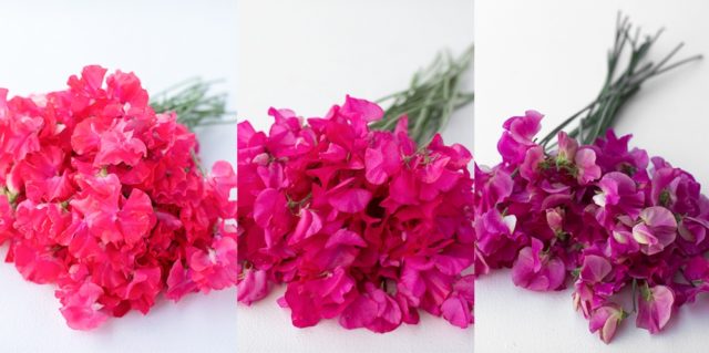 Bright pink sweet peas