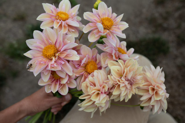 A handful of Floret breeding dahlias