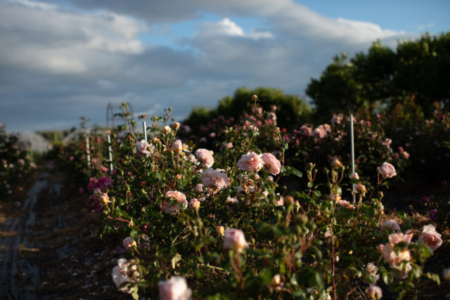 Rows of roses growing at Floret Farm