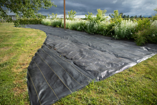 An area of the formal rose garden covered with landscape fabric