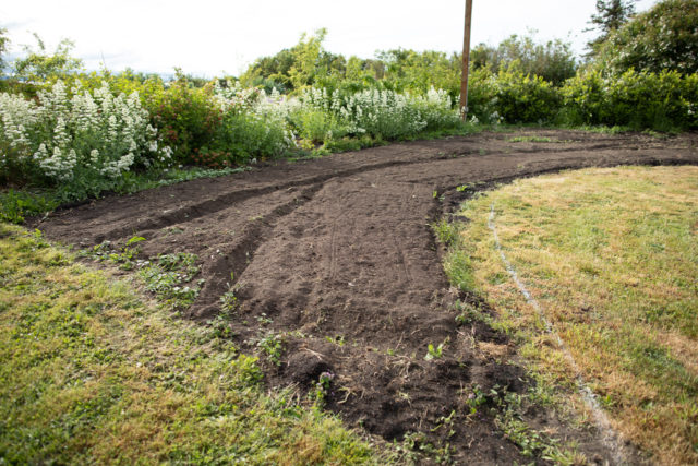 The formal rose garden takes shape at Floret