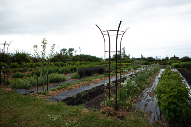 A series of alternating towers with climbing roses planted at their base which will soon climb up through and spill over the top